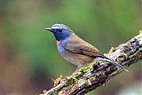 Rufous-gorgeted Flycatcher